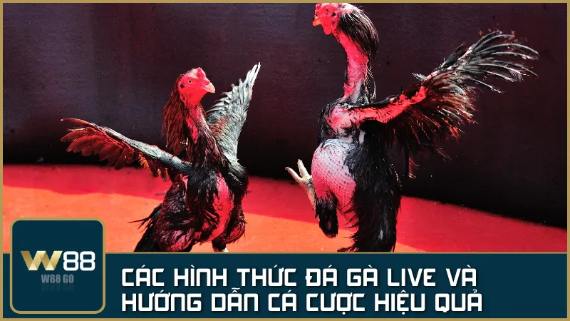 Đá Gà Live: Kịch tính với đa dạng hình thức cược và cơ hội thắng lớn