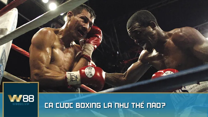 Khám phá thế giới cá cược boxing – nơi tốc độ, sức mạnh và chiến thuật quyết định kết quả trận đấu.
